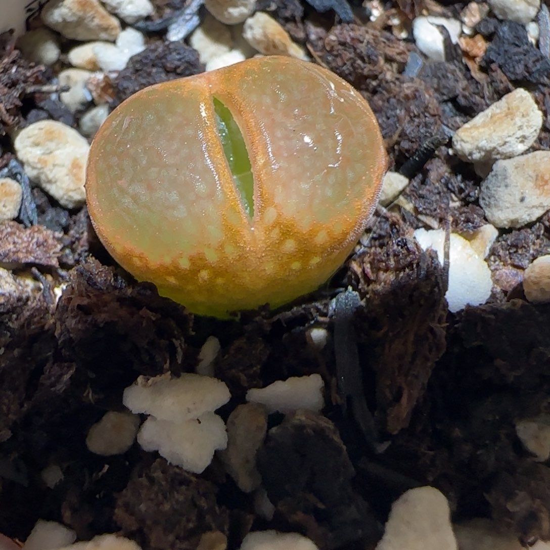 肉锥多肉植物百科-帕法德1713