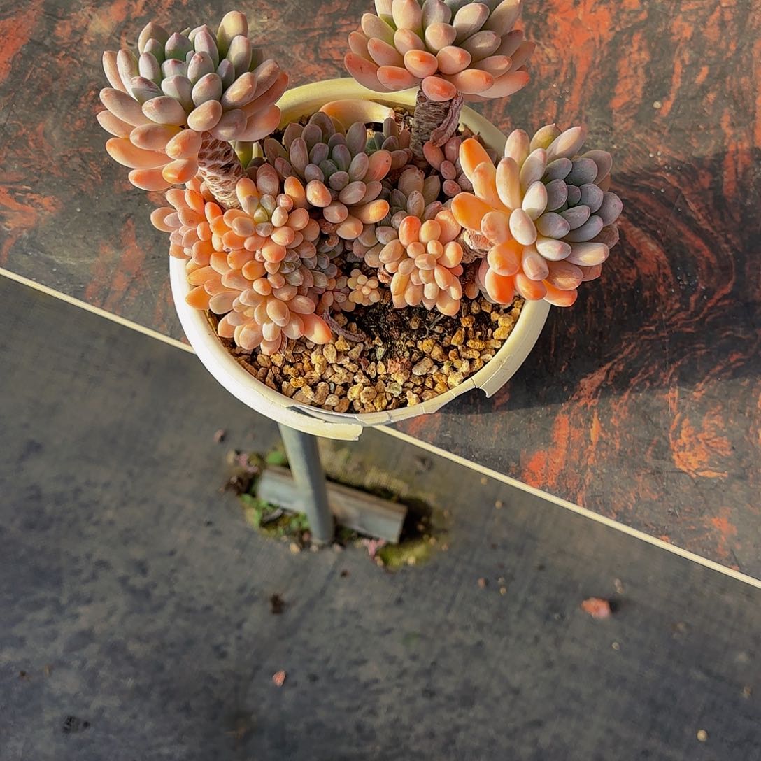 小小弟精品多肉灯美人