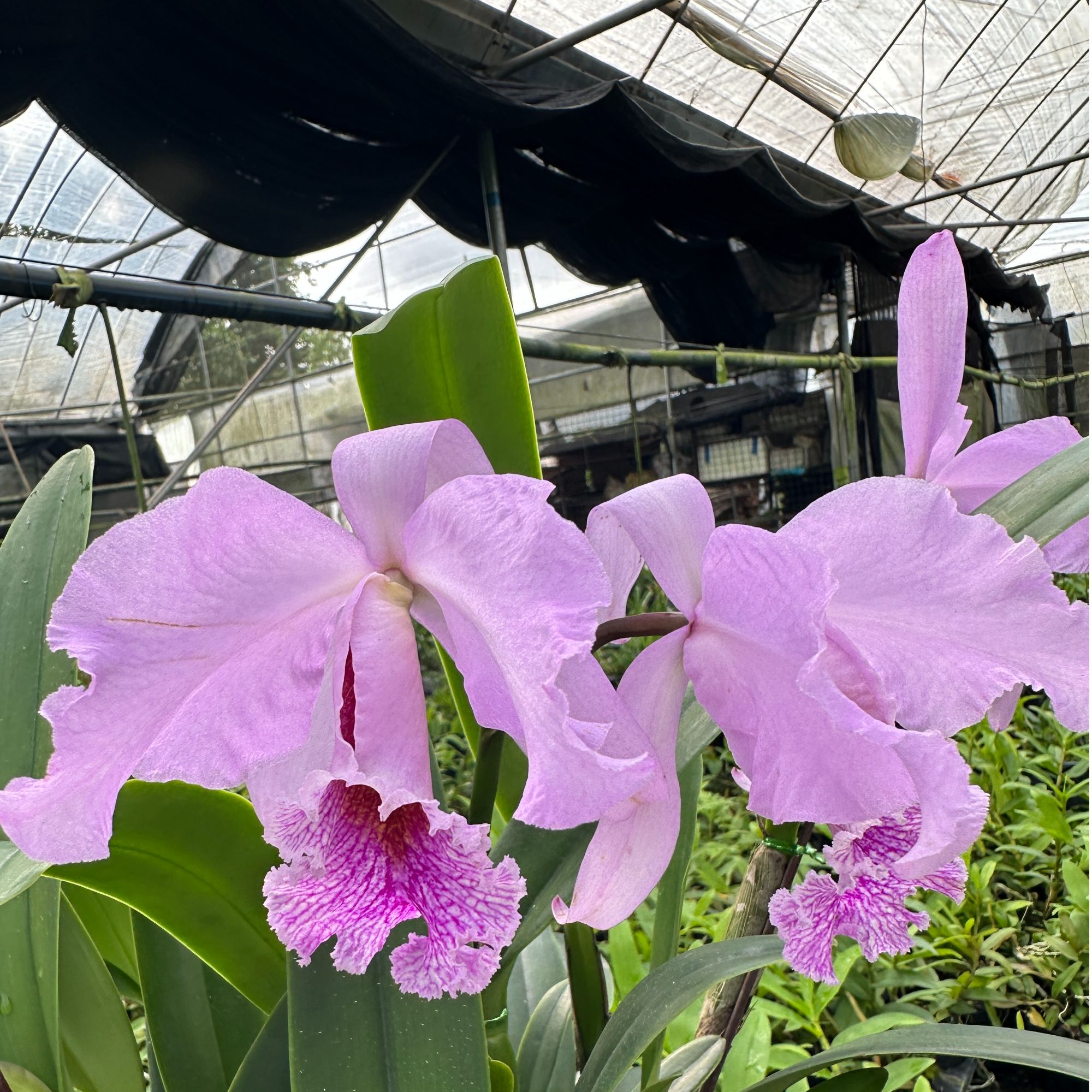 卡特兰红帕马实生苗花色不唯一盆栽花卉绿植基地直发植物好种好养