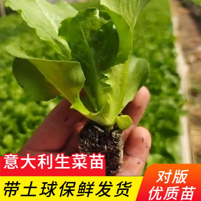 意大利带土发货当季阳台蔬菜种苗基地直发