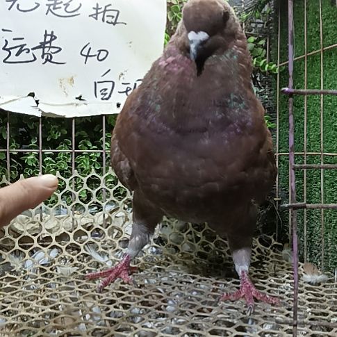 种鸽子公一只鸽子