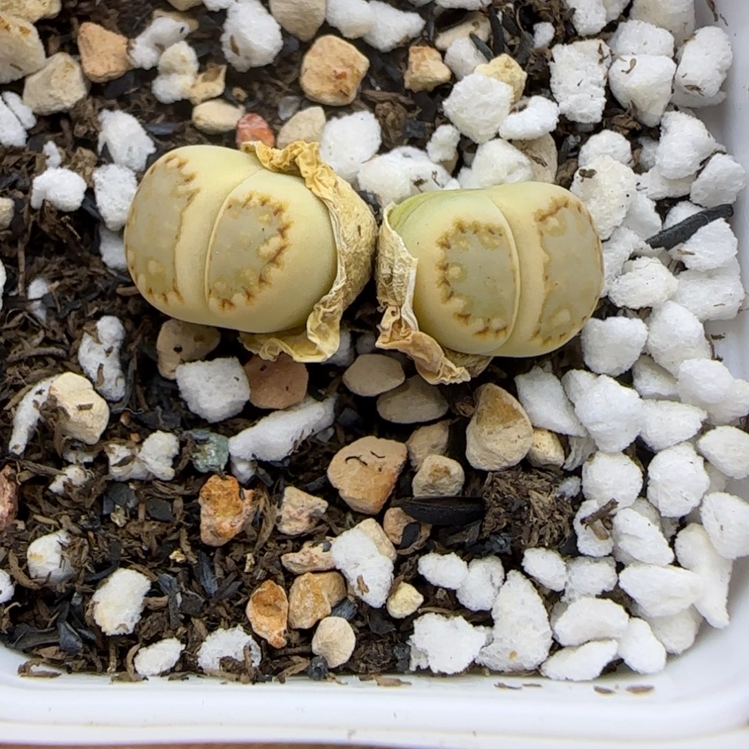 409 生石花大棚直播