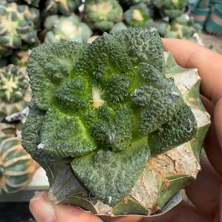 【闪购商品】无花朵一**世哥龟099