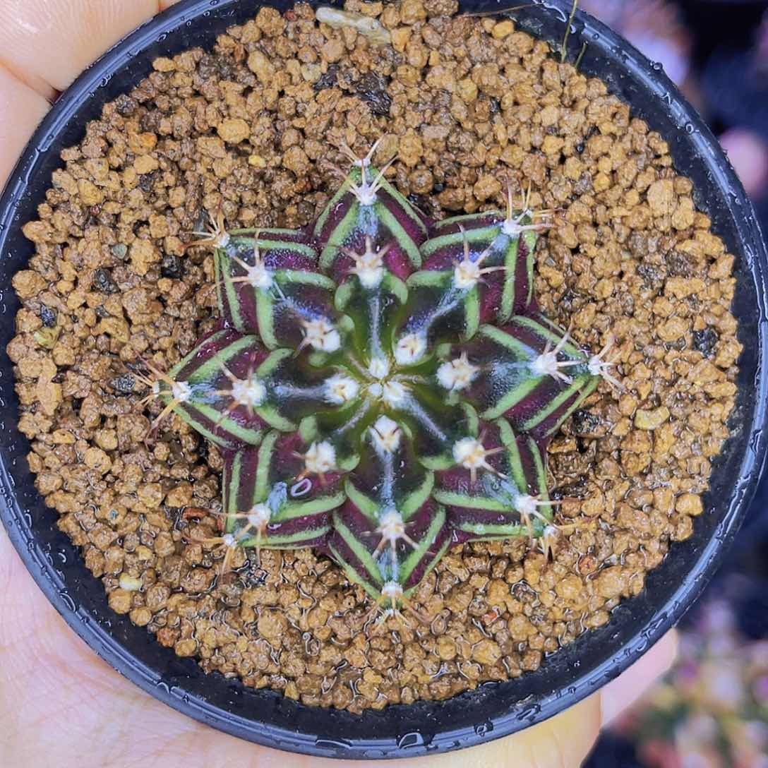 米哈洛维奇 实生 暗夜皇冠基因