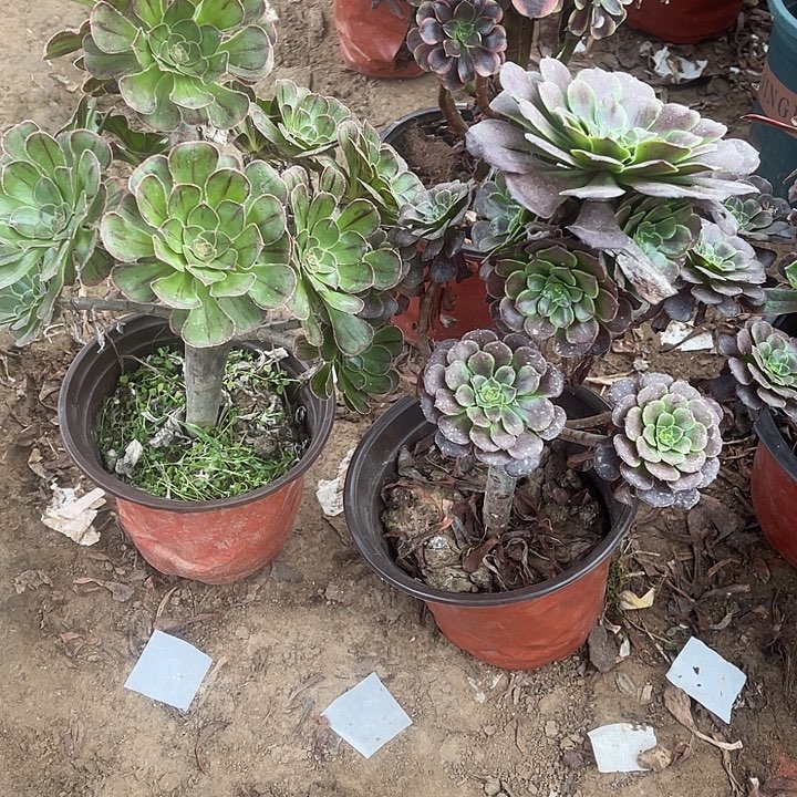 2棵玫瑰玫瑰玫瑰玫瑰