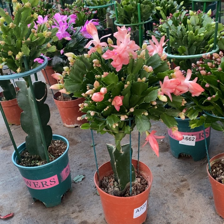 当前无花栽培后可以开花无*728嫁接费亚