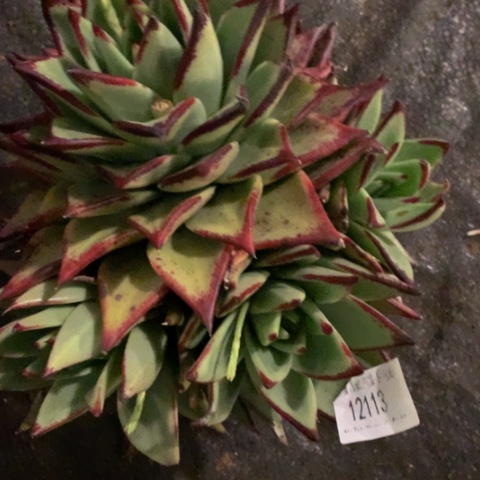 果****园乌木12113多肉