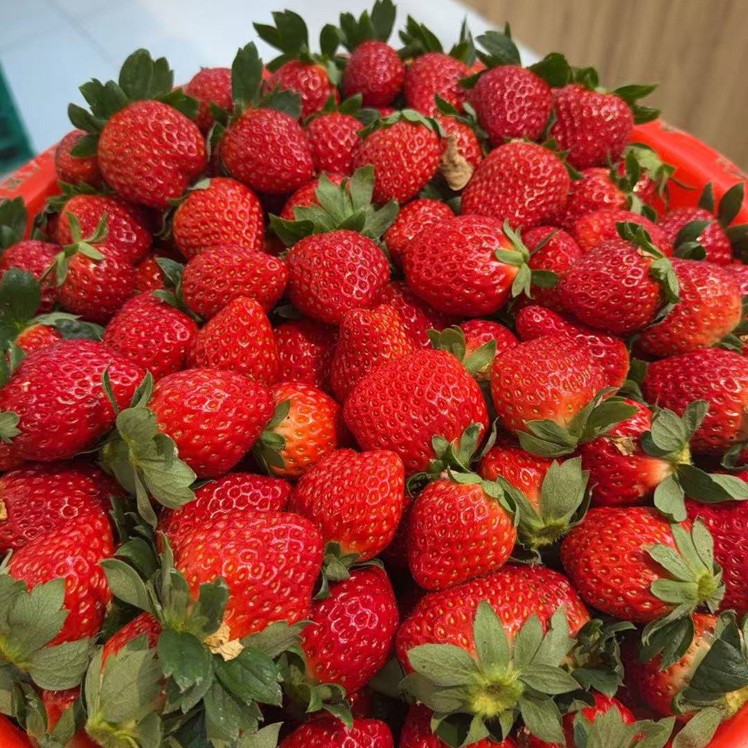 红颜草莓大果，20g起/个，500g/份，江苏常州