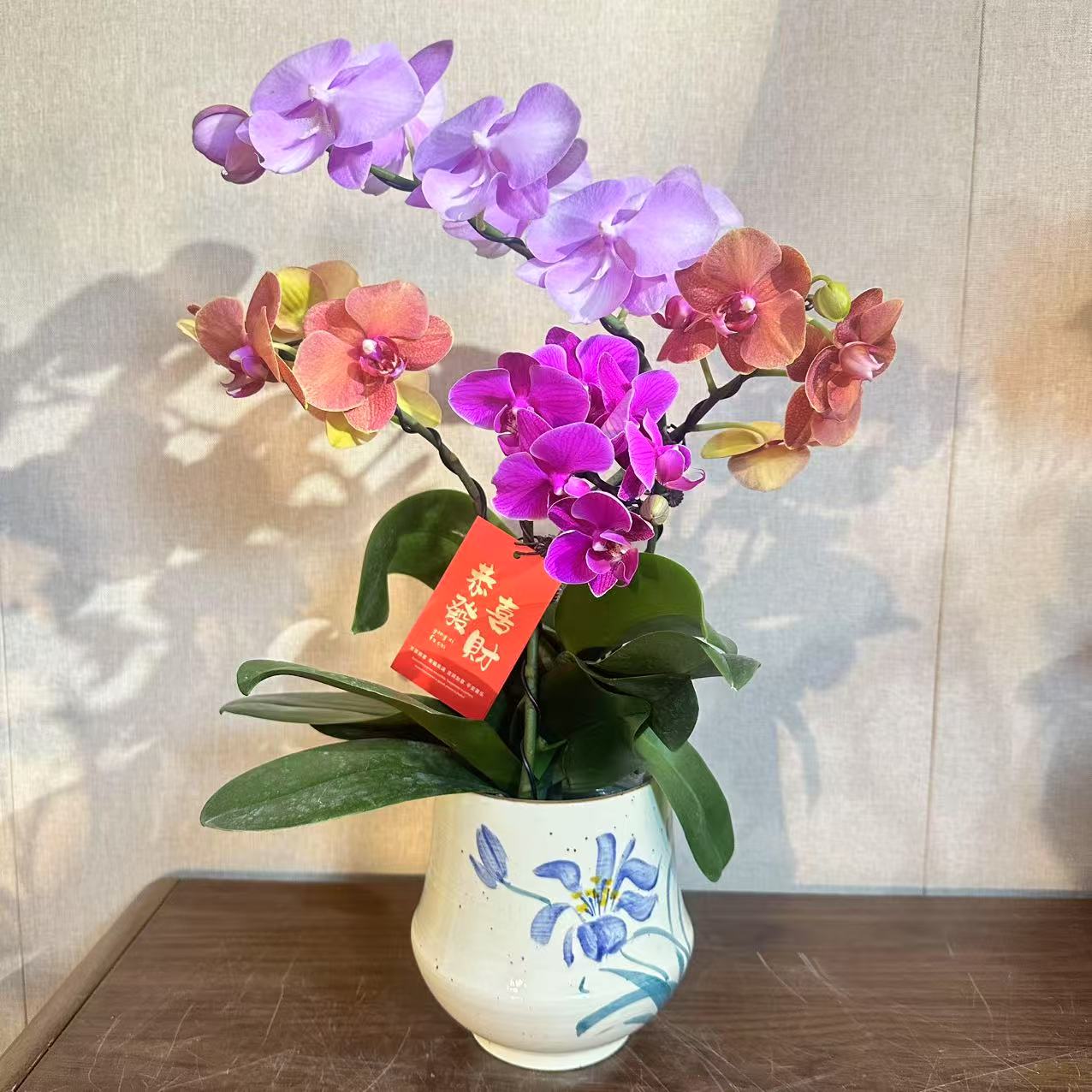 【繁花似锦】蝴蝶兰 室内花卉观花植物四季开花 高级唯美艺术盆栽