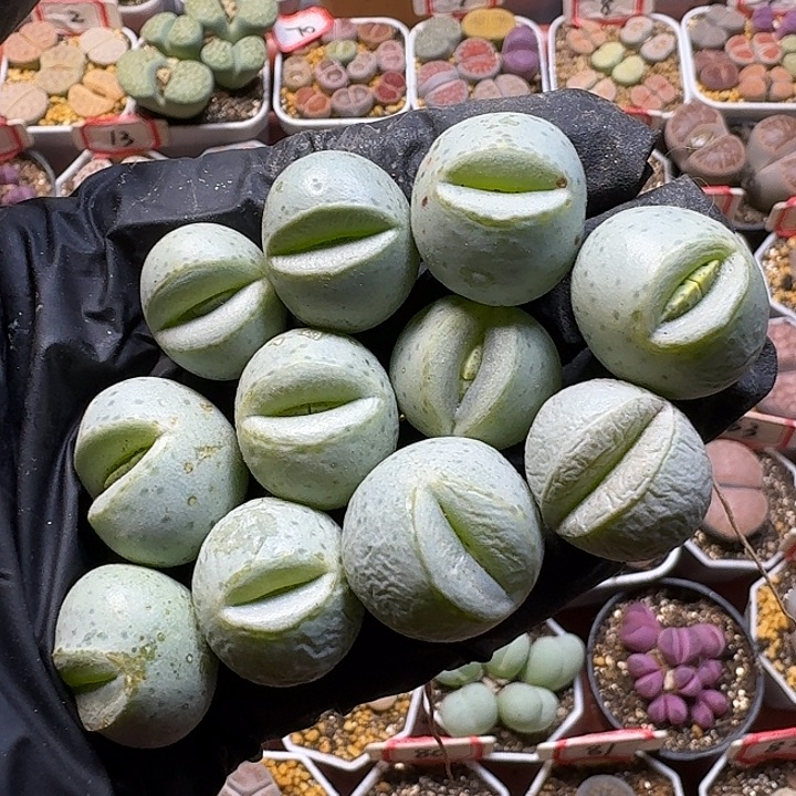 云****生石花111111。  无售后。   275