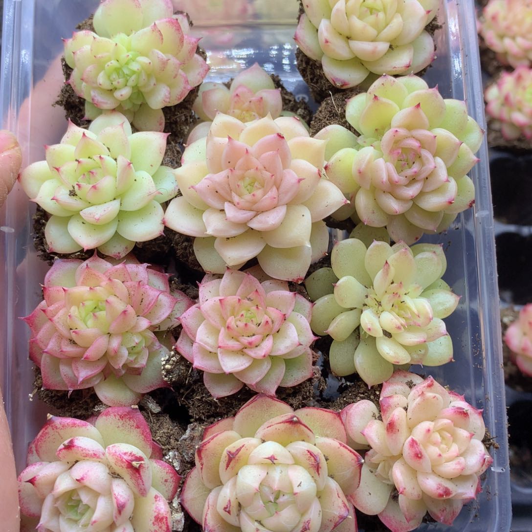 反反复复还是很开心043