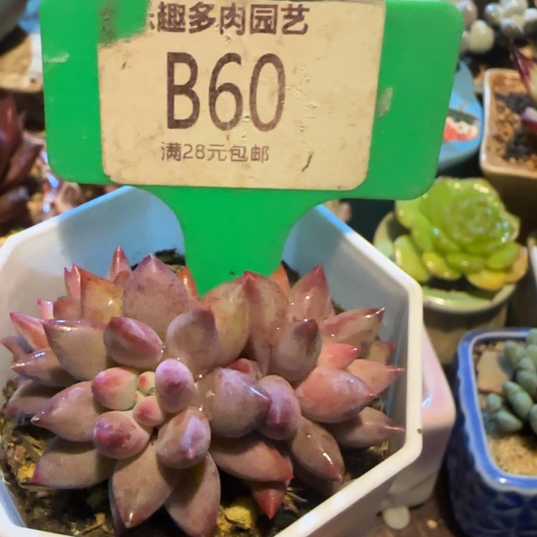 樱***雨多肉植物愚昧人三头朵朵