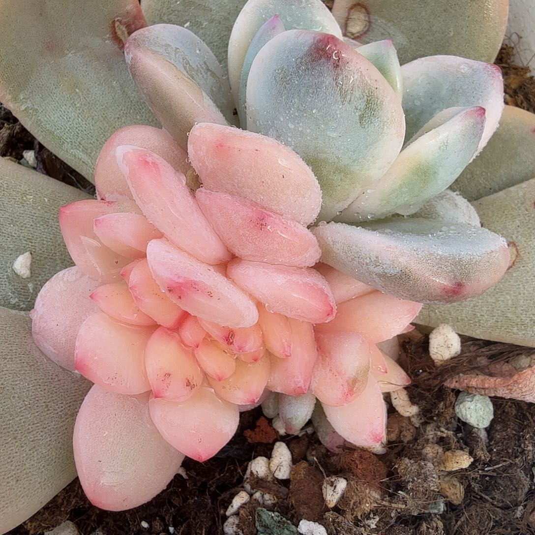 橙梦露锦，多肉植物