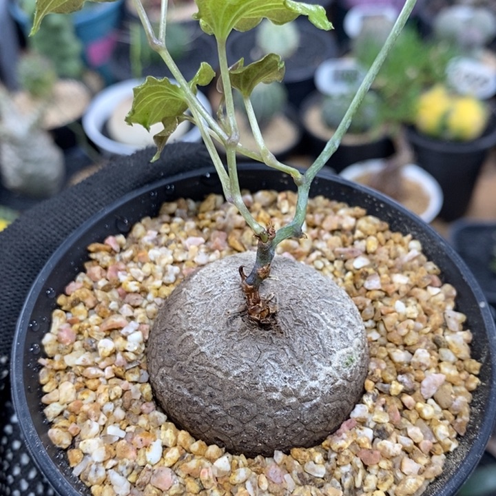 实生南非龟甲龙214号4.1cm