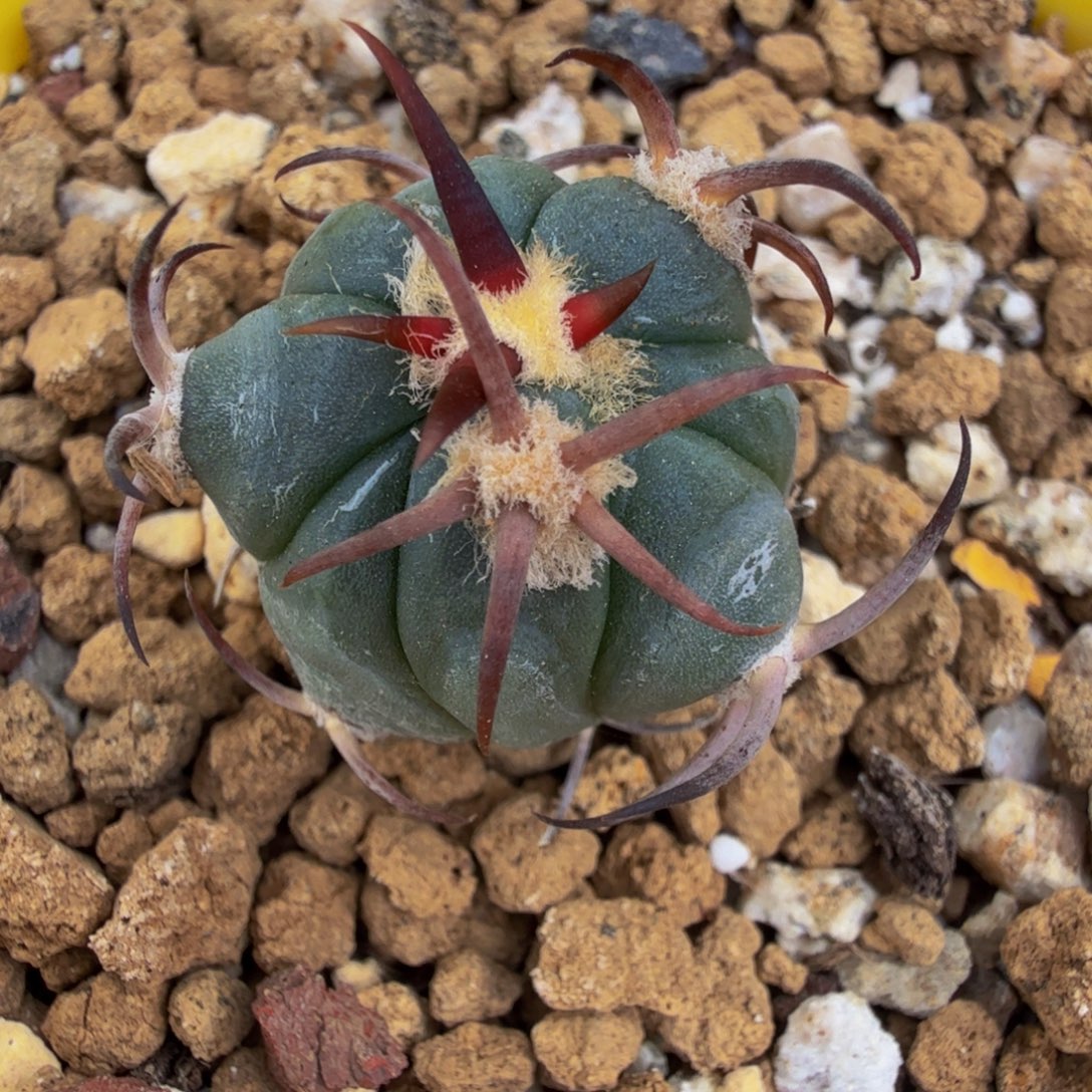 梁***分过分专拍 实生花王