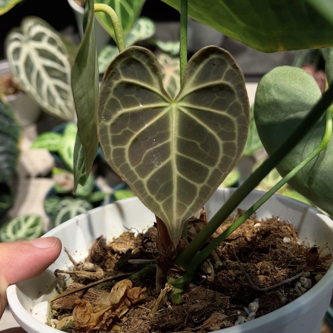 完全开放印尼克莱恩