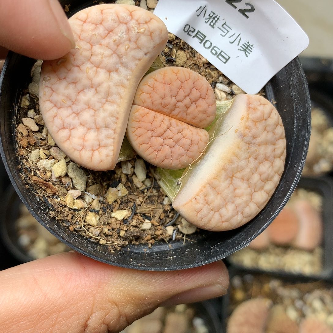 B22多肉植物保护