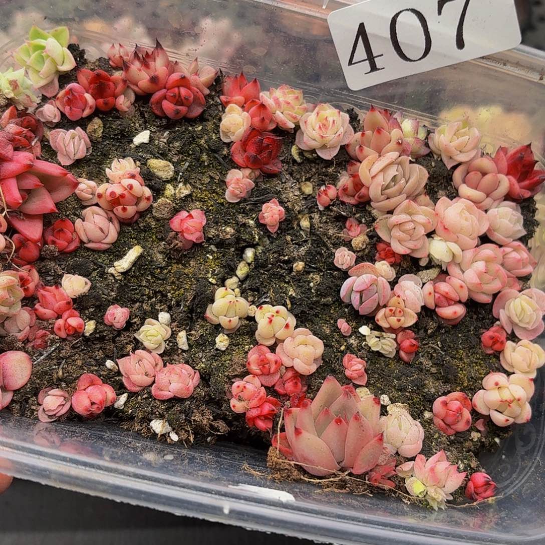 多肉植物多肉植物407