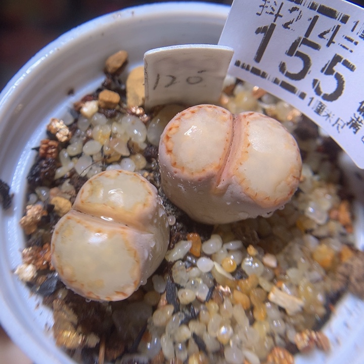 精品生石花214.155