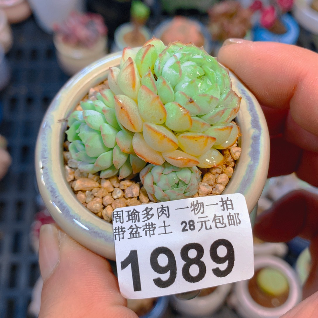 精控多肉植物1989