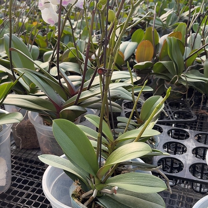 建***晖完全开放小叶新品2颗高花剑