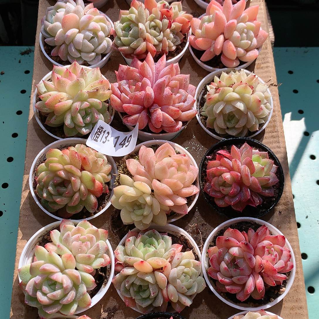 演**位13-149一物一拍带盆18颗。