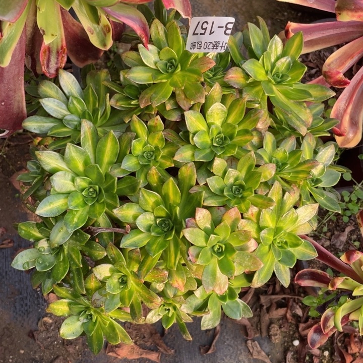 157花茶多肉。123456789