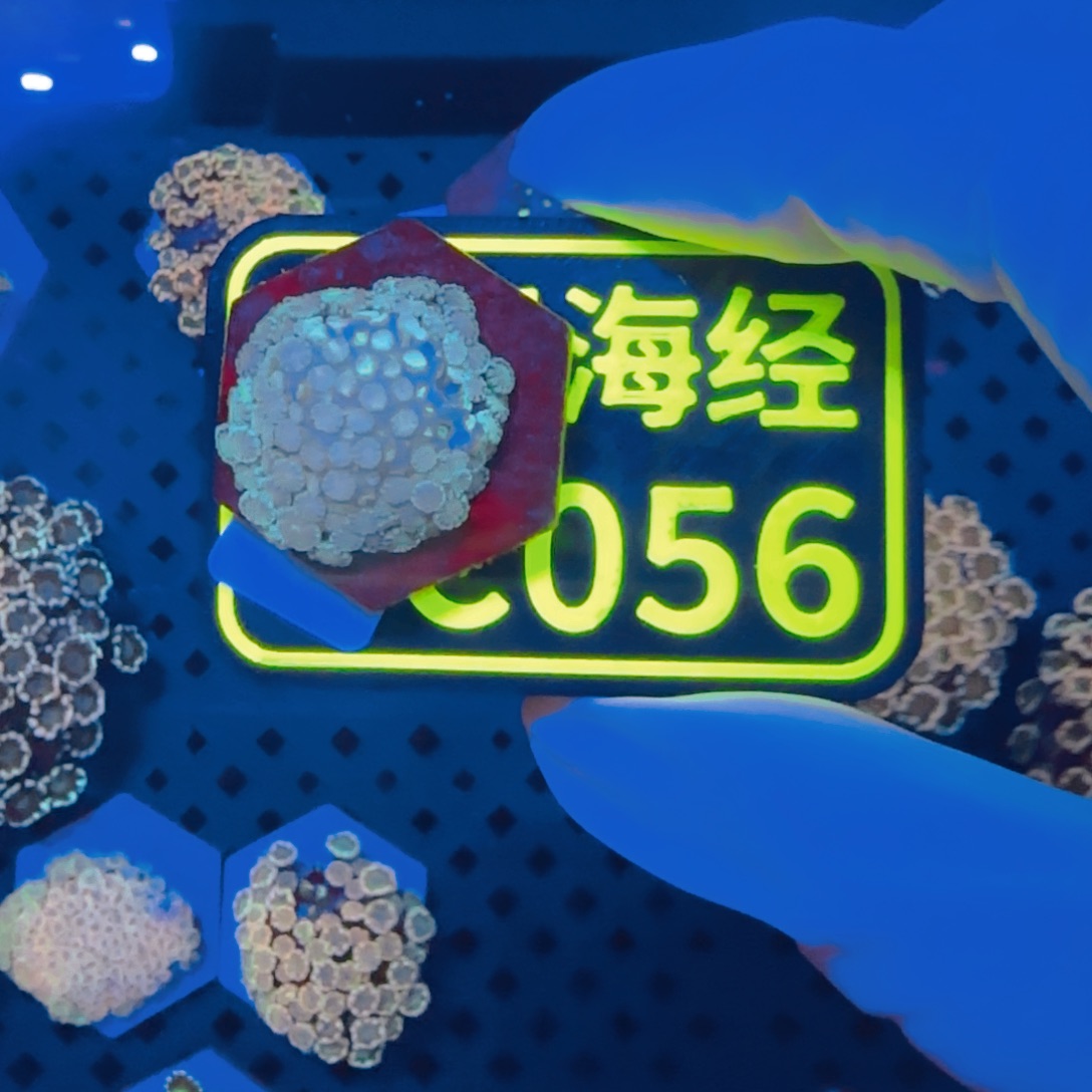 小***胜纽扣珊瑚晓晓不包邮脱藻茉莉C056