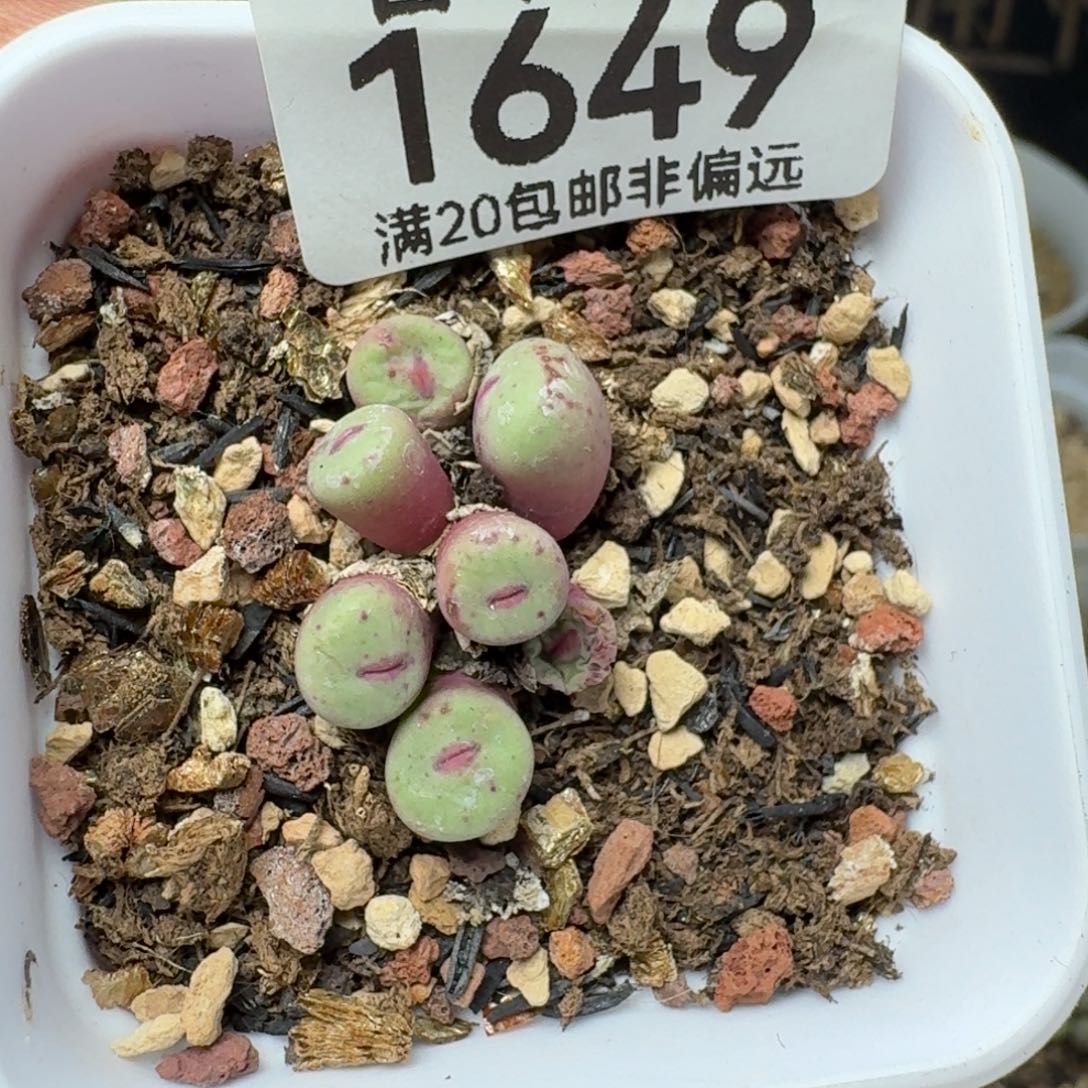 带盆土小红嘴。            