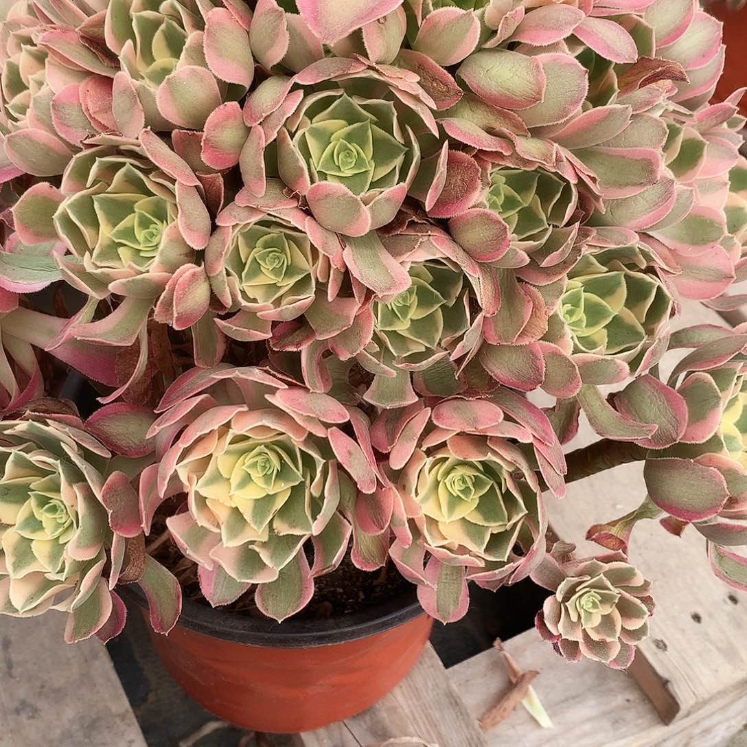 温***馨完全开放法师图片多肉植物