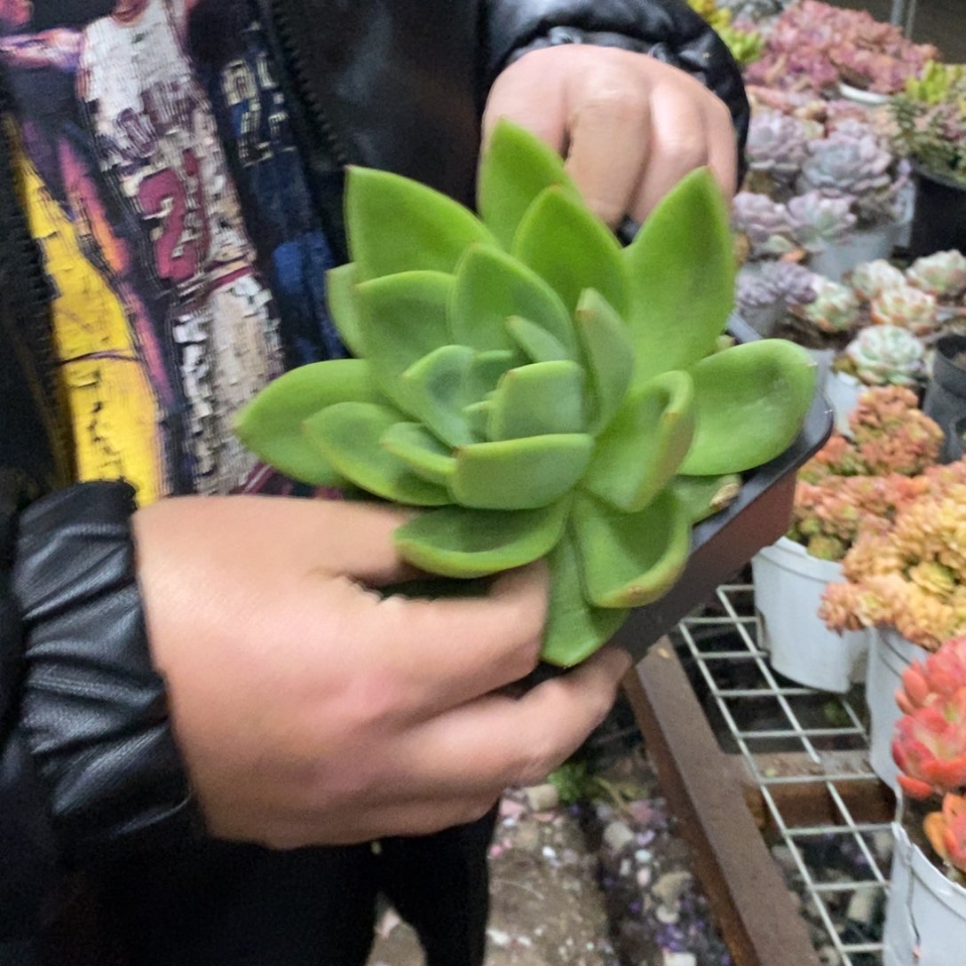 翠花大单头老桩多肉