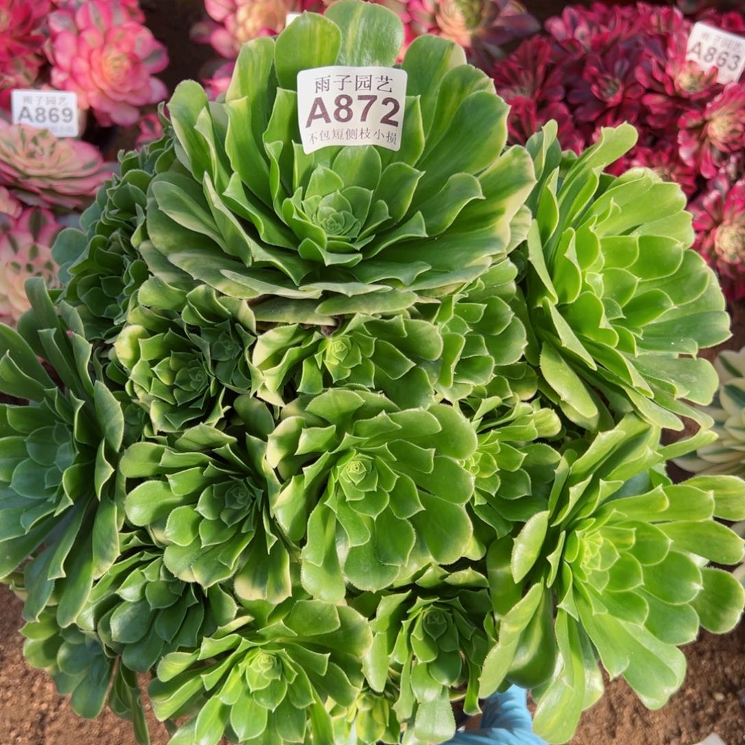  872五彩琉璃尺寸35左右