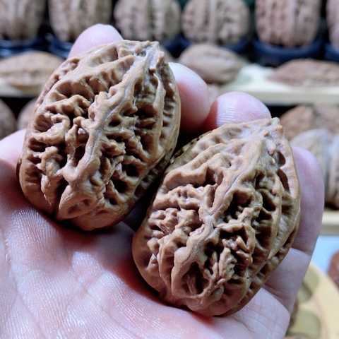 文玩核桃把件老珊瑚