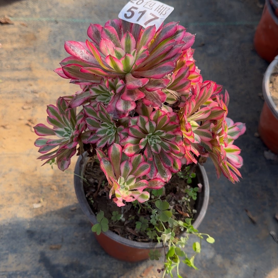 铜壶超白517满20包邮断枝不包