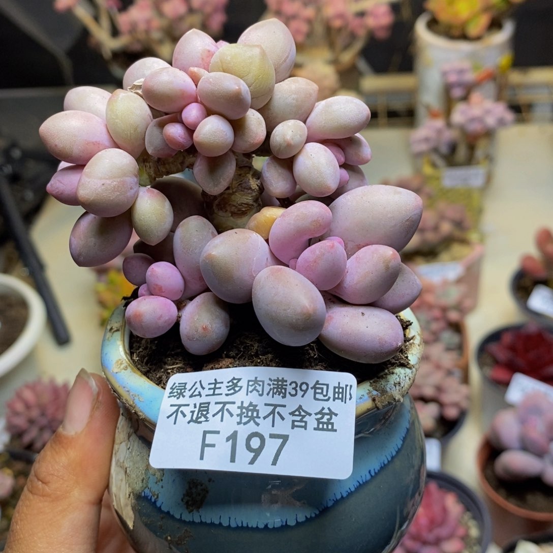 197丸叶汤圆多肉7c m