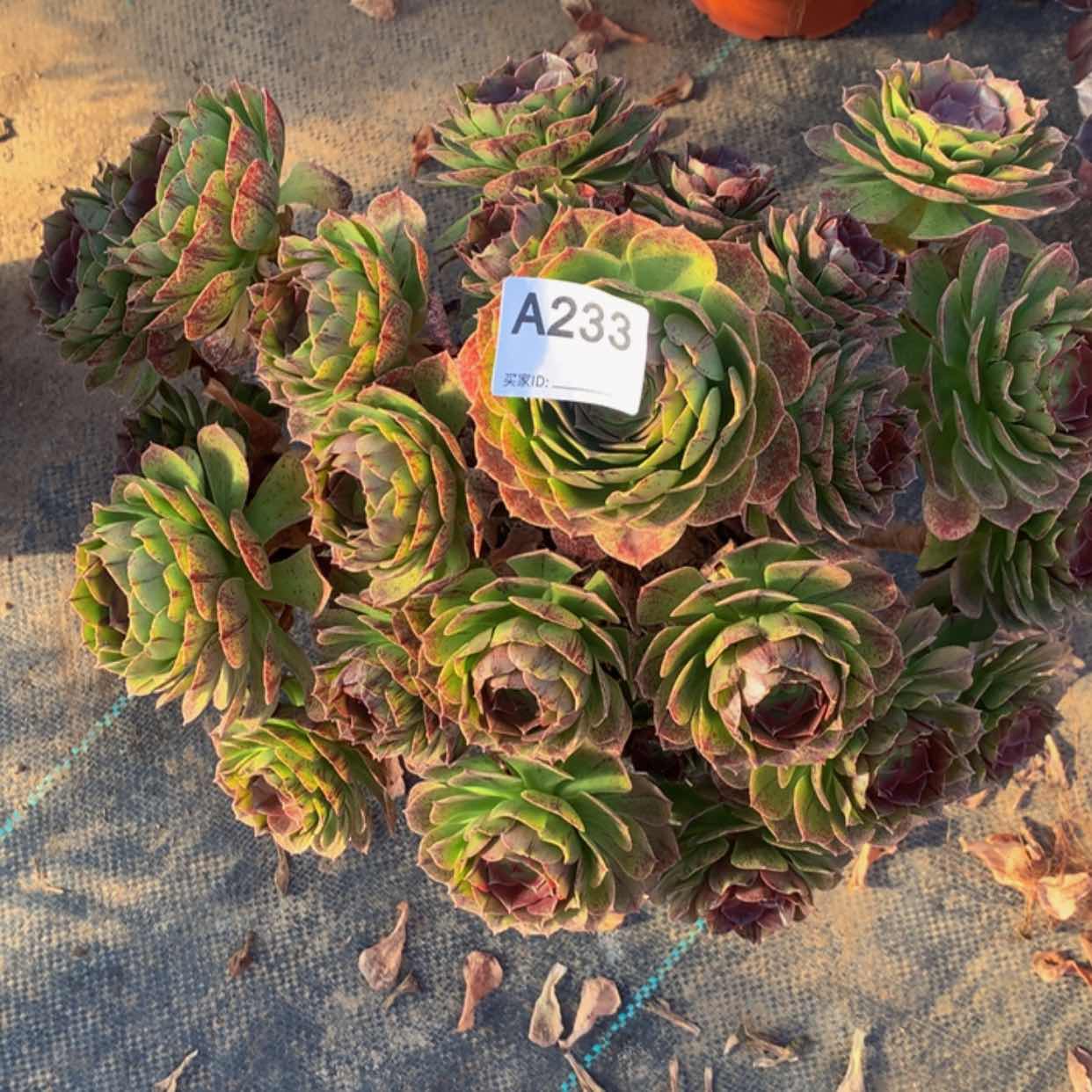 【闪购商品】233万拉丝