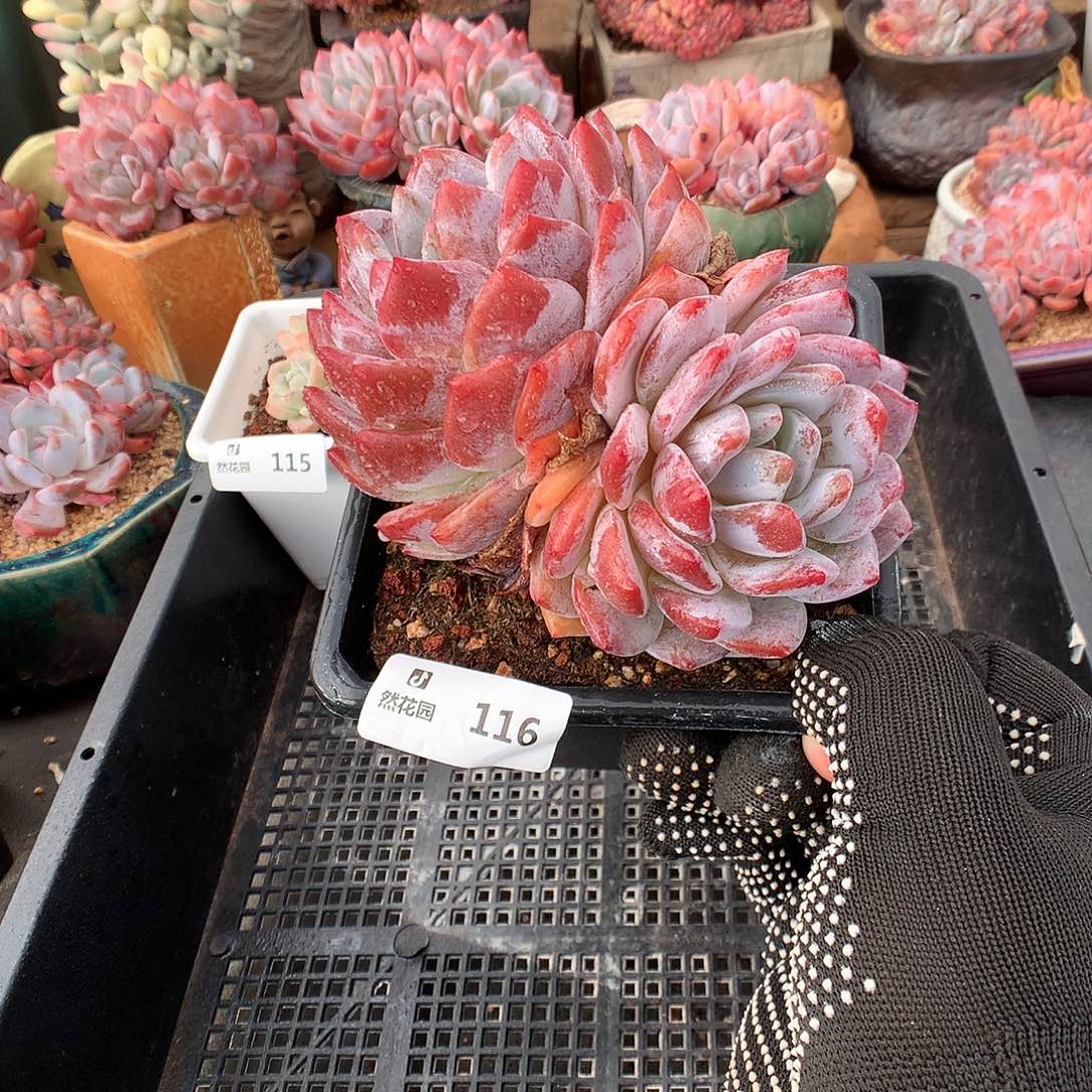 116梦露多肉植物6666