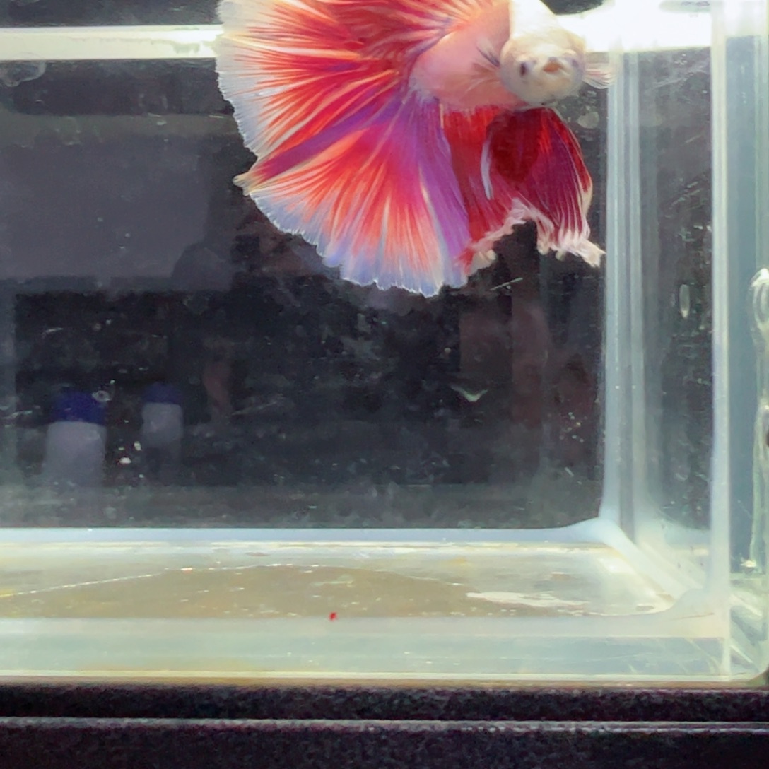 斗鱼浅色特殊尾hhhh