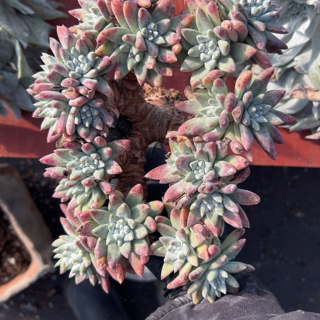 白姆～一物一拍仙女杯1038