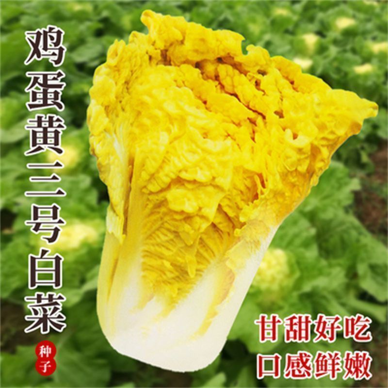 【全店拼满5包包邮】正宗鸡蛋黄白菜种子黄心大白菜早熟抗病高产