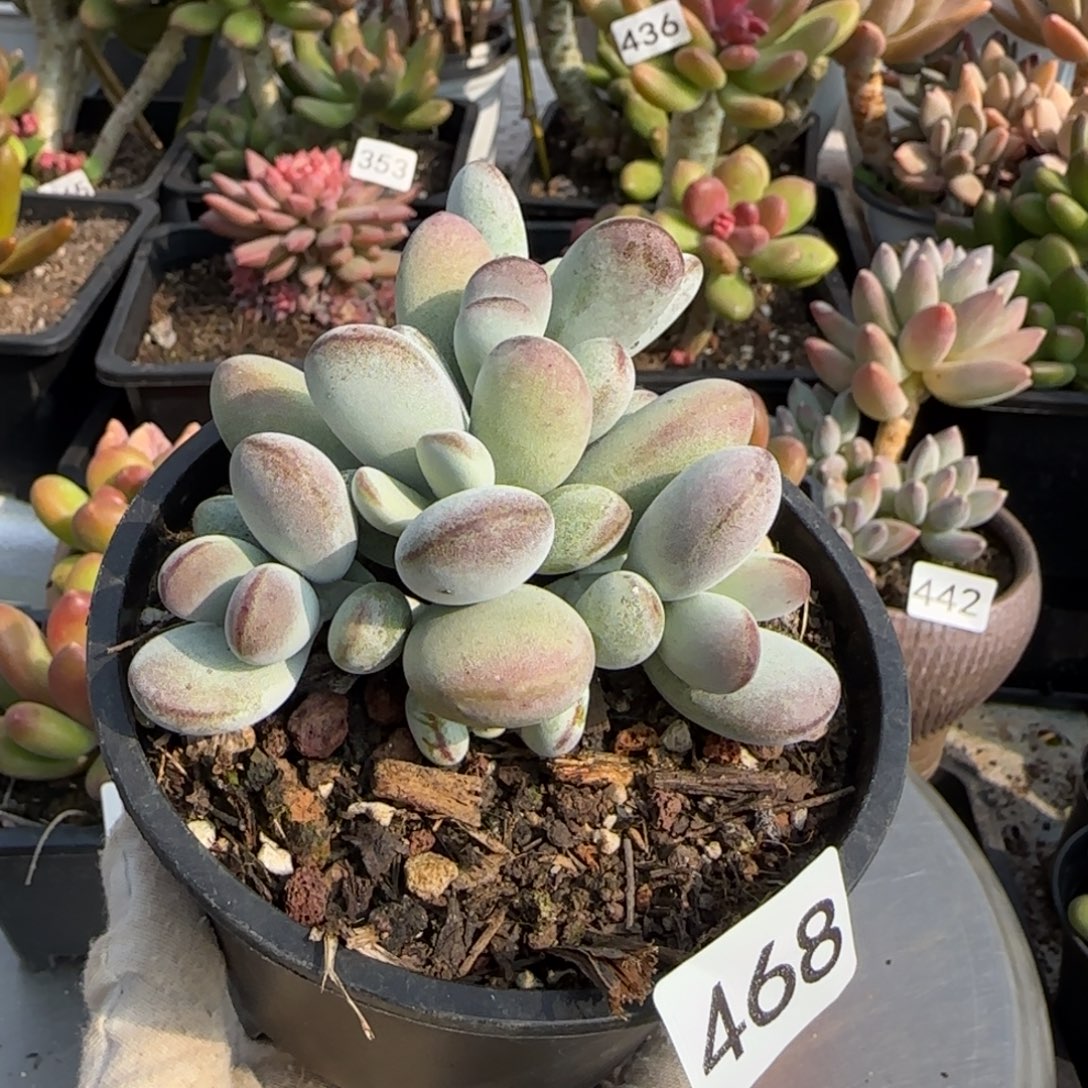 468号一物一拍一物一拍