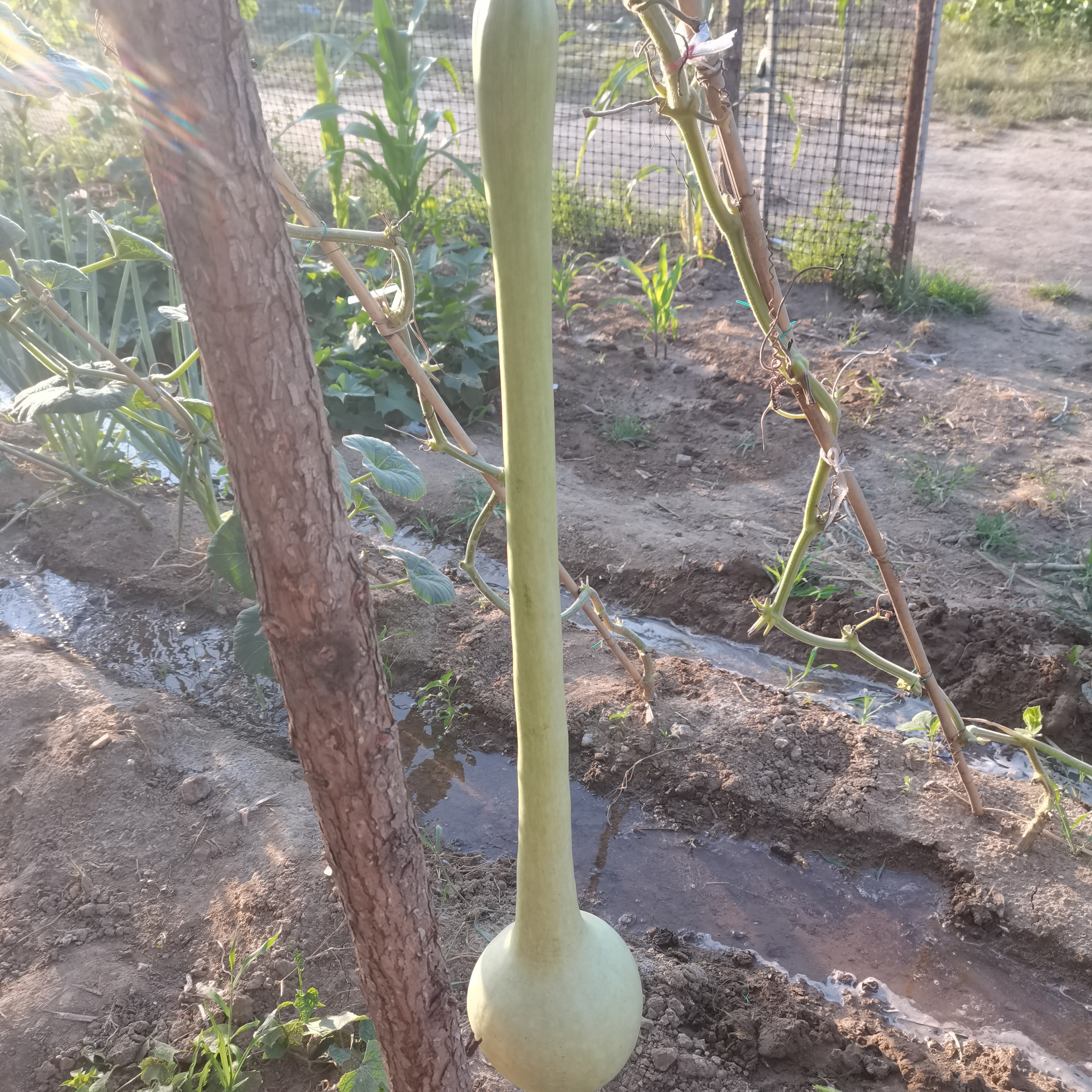 粗嘴油锤葫芦种子(拍一发六）
