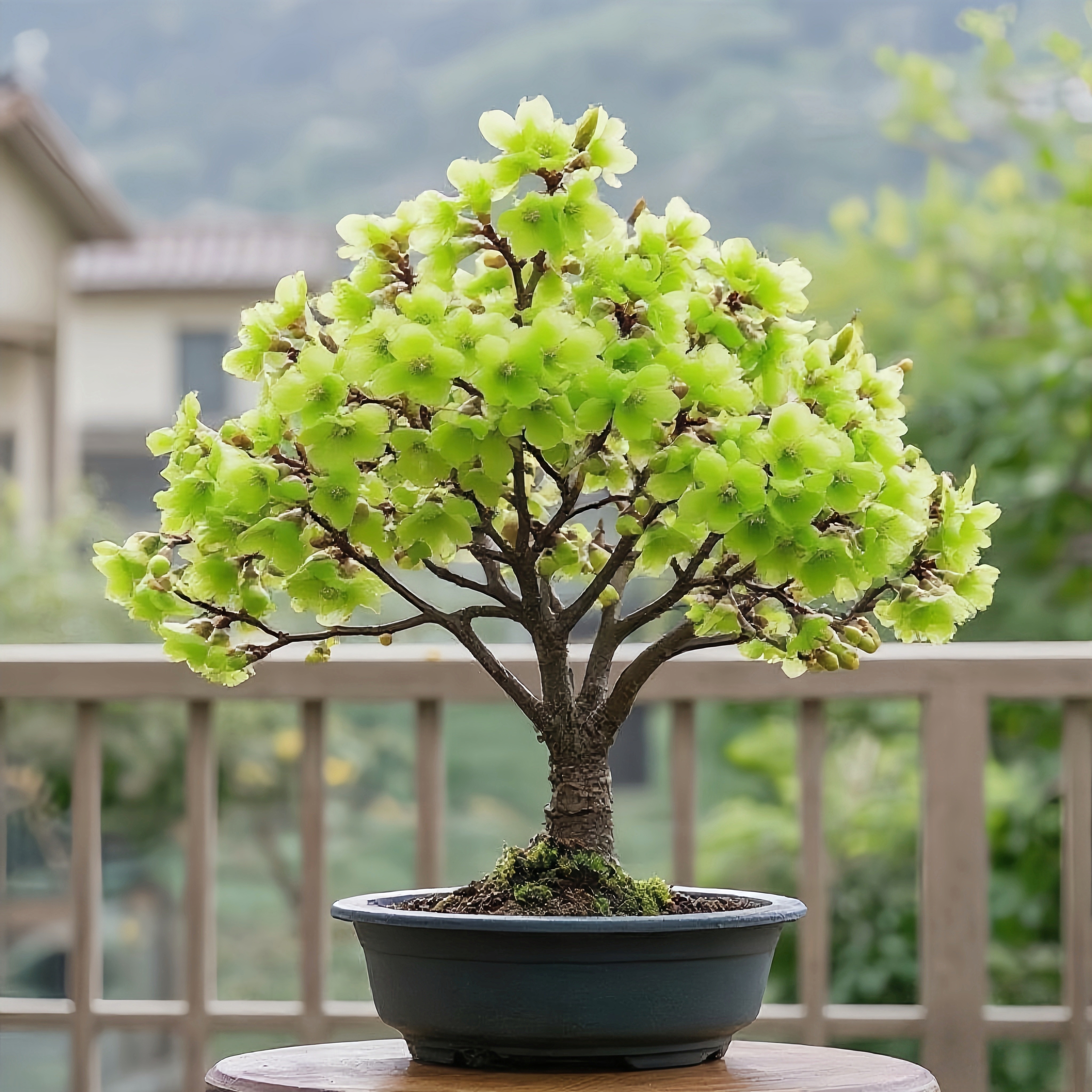 带花苞浓香耐寒腊梅绿梅30天开花盆栽地栽树苗四季开花卉室外绿植