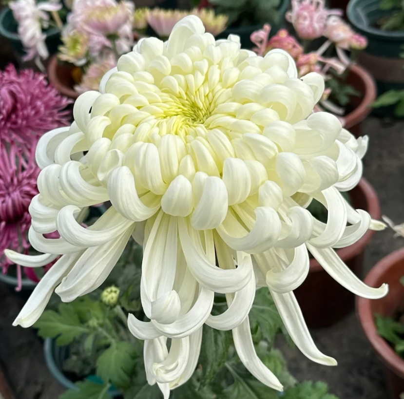 【 大白球万圣】大花富贵菊花盆栽九月菊 开花漂亮耐寒