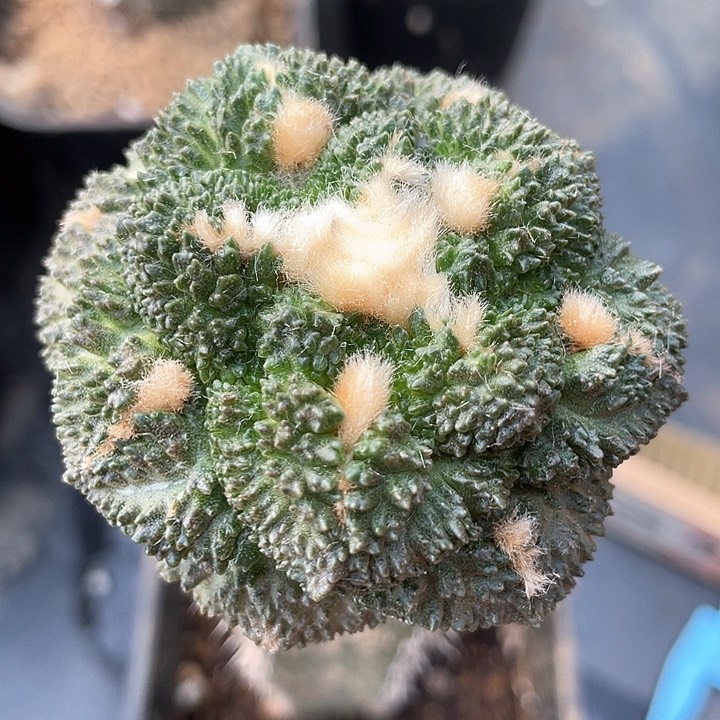 哥怒仙人球6.4公分209