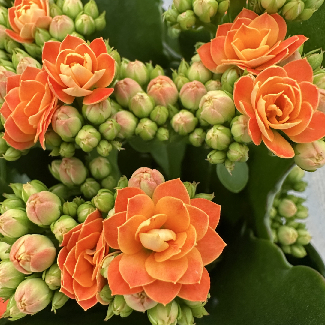 【佩德罗】120盆 一代种苗长寿 稀有橙色品种 基地直发