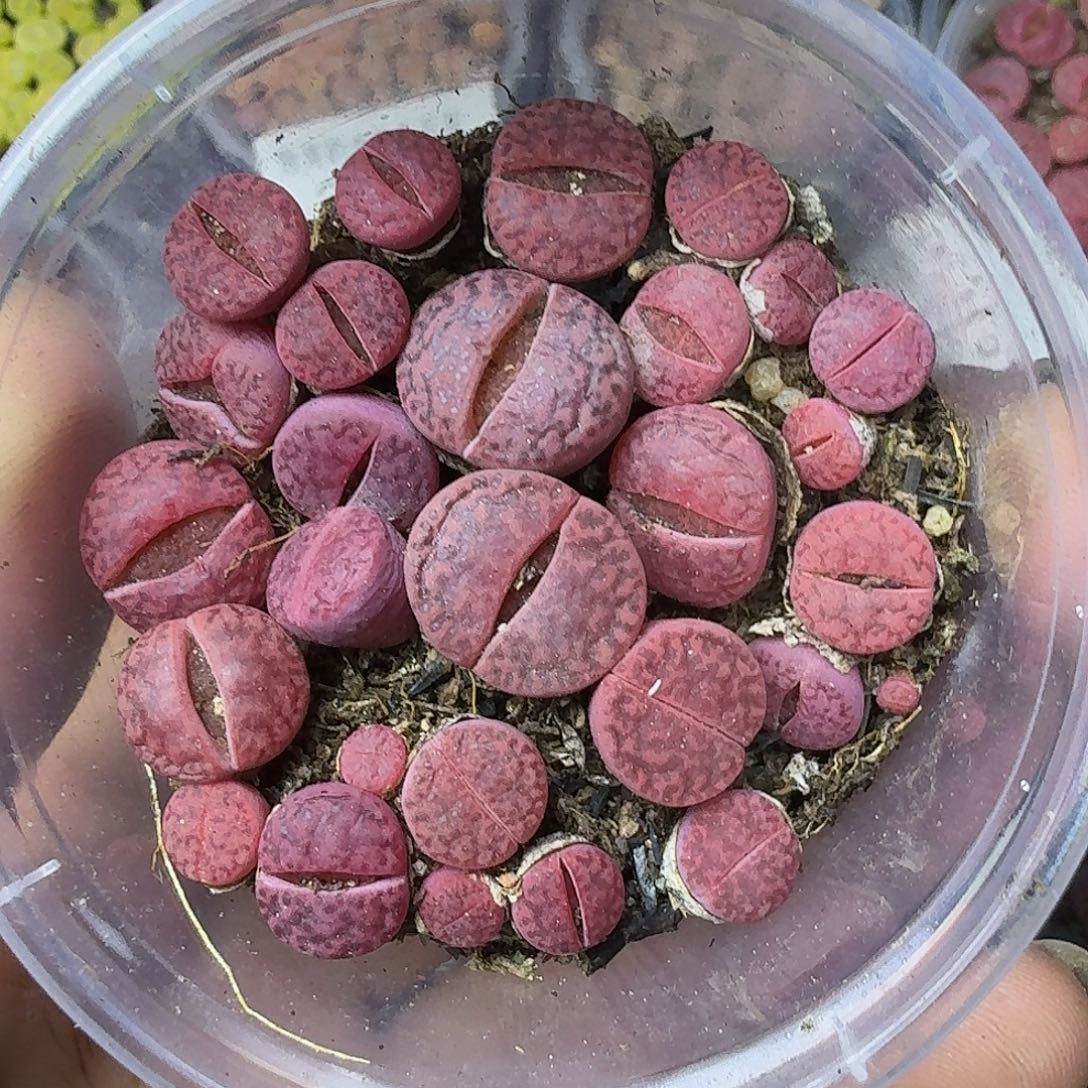 2290紫哲榴两年哈哈