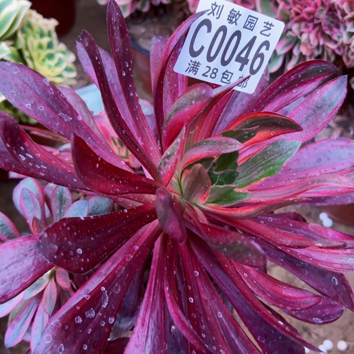 火风多肉植物法师 0046