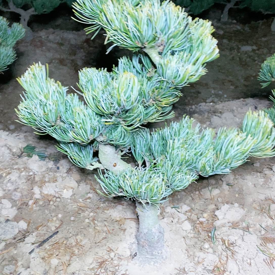 【闪购商品】无花朵用****7
