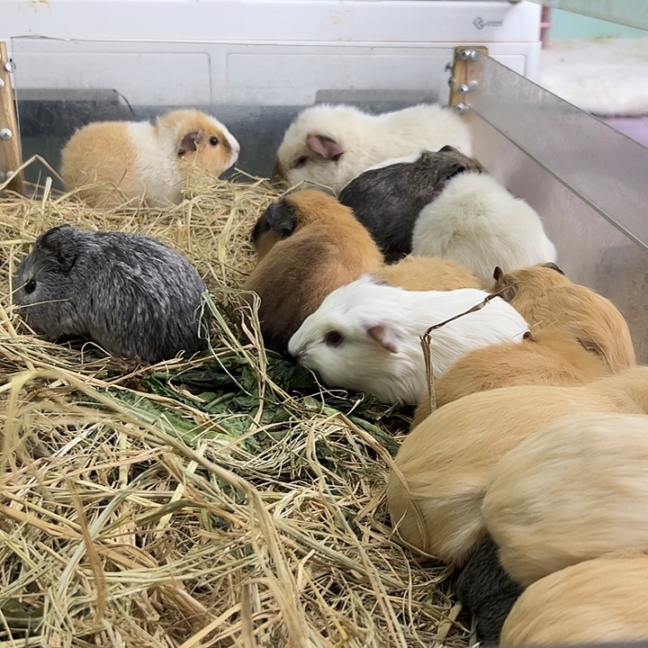 白色泰加弟弟两个多月可爱